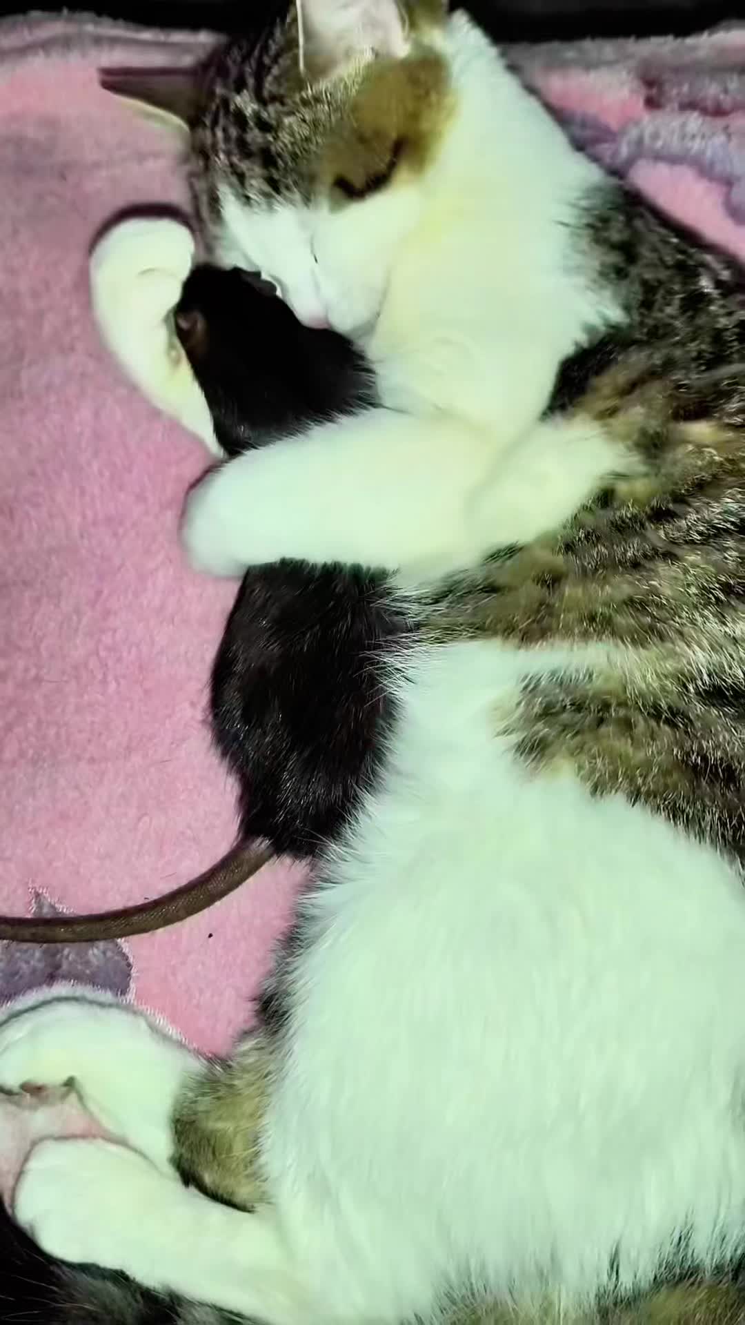 完了，完了，我家小猫今天出去抓了一只大老鼠回来就抱着睡觉不停地舔小老鼠...