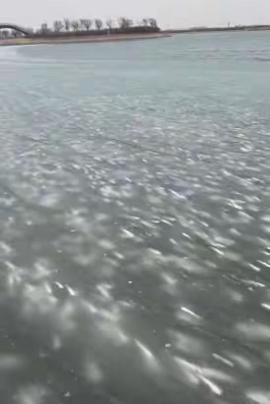 1月18日，天津多位网友发布视频称，因气温骤降，当地一滨海公园有大量梭鱼被冻在冰