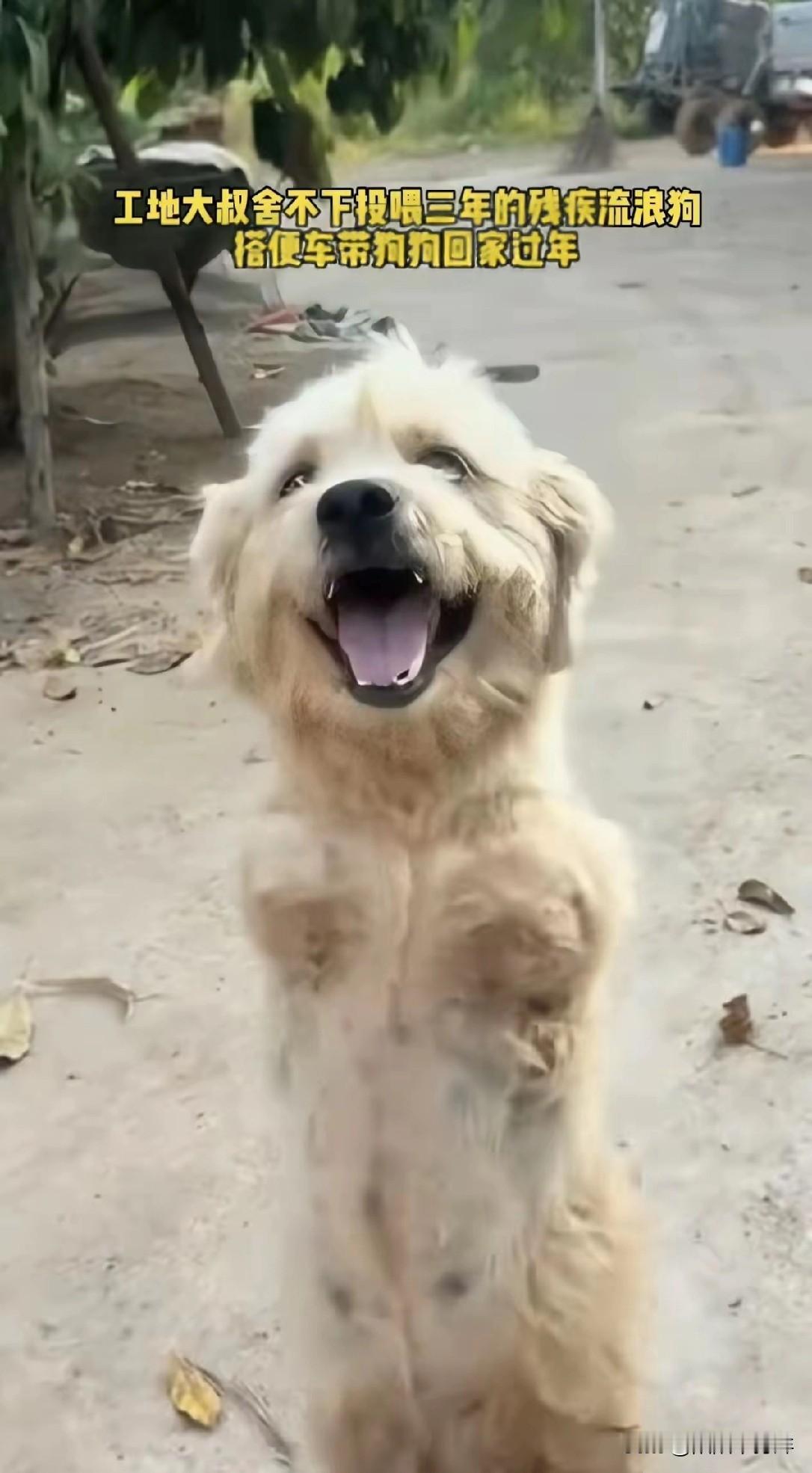 暖心了!在工地打工的男子舍不得扔下投喂三年的残疾流浪狗，决定带它一起回家过年。