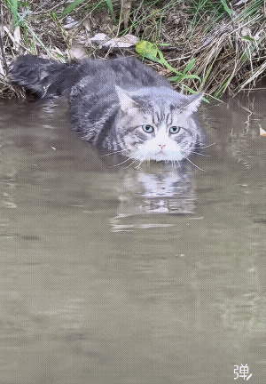 好可爱猫宝贝，明明猫是最怕水的，但它还是坚定地朝我游过来。