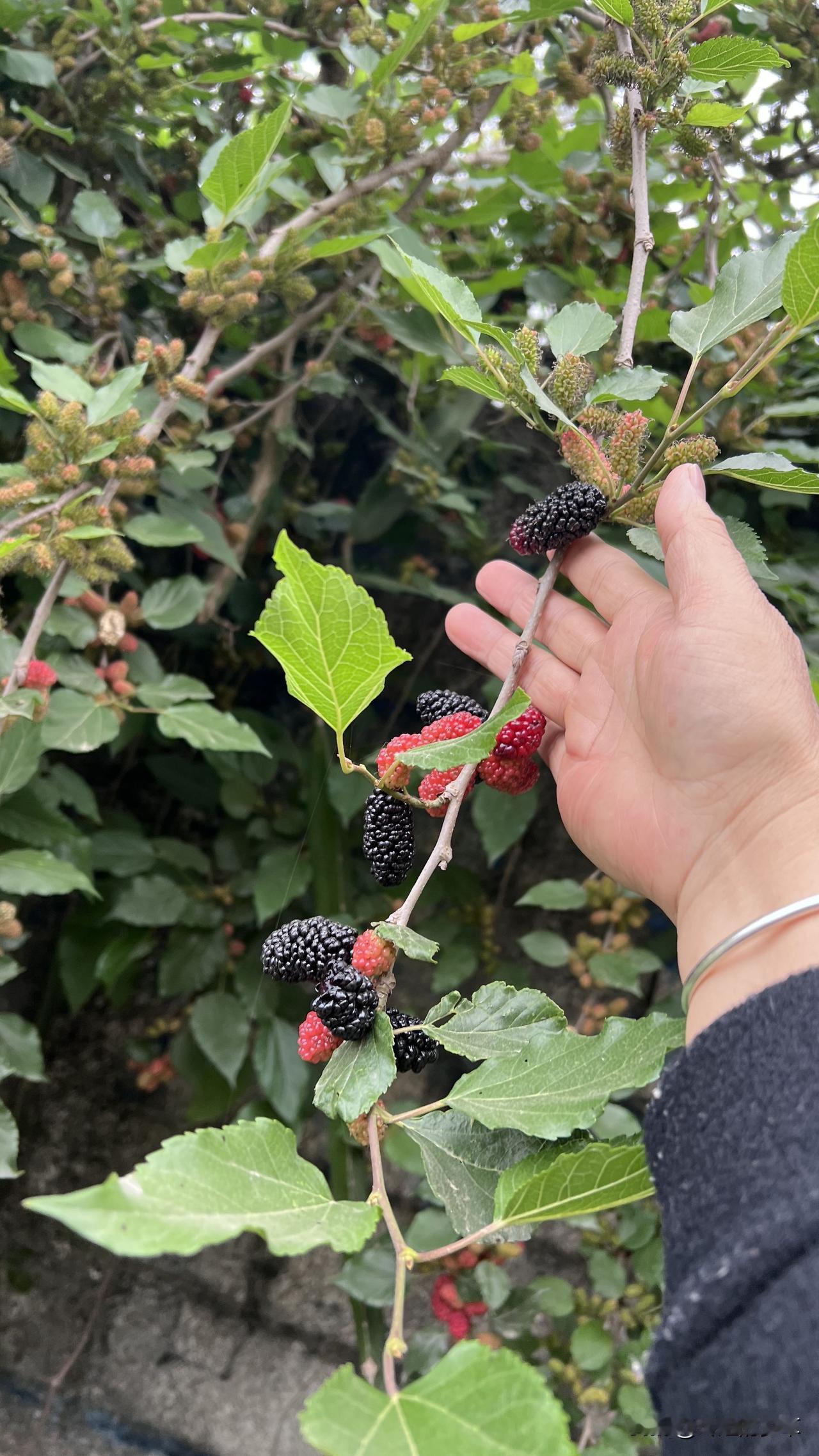桑葚的用途与价值桑葚是药食同源的美味果实，营养价值极高。新鲜桑葚酸甜多汁，富