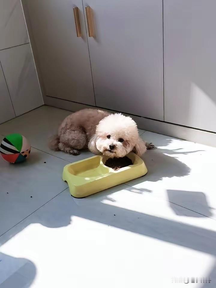 女同事打算备孕就把养的小狗送给我收养，谁知这小狗娇生惯养来了不愿意吃狗粮，天天吵