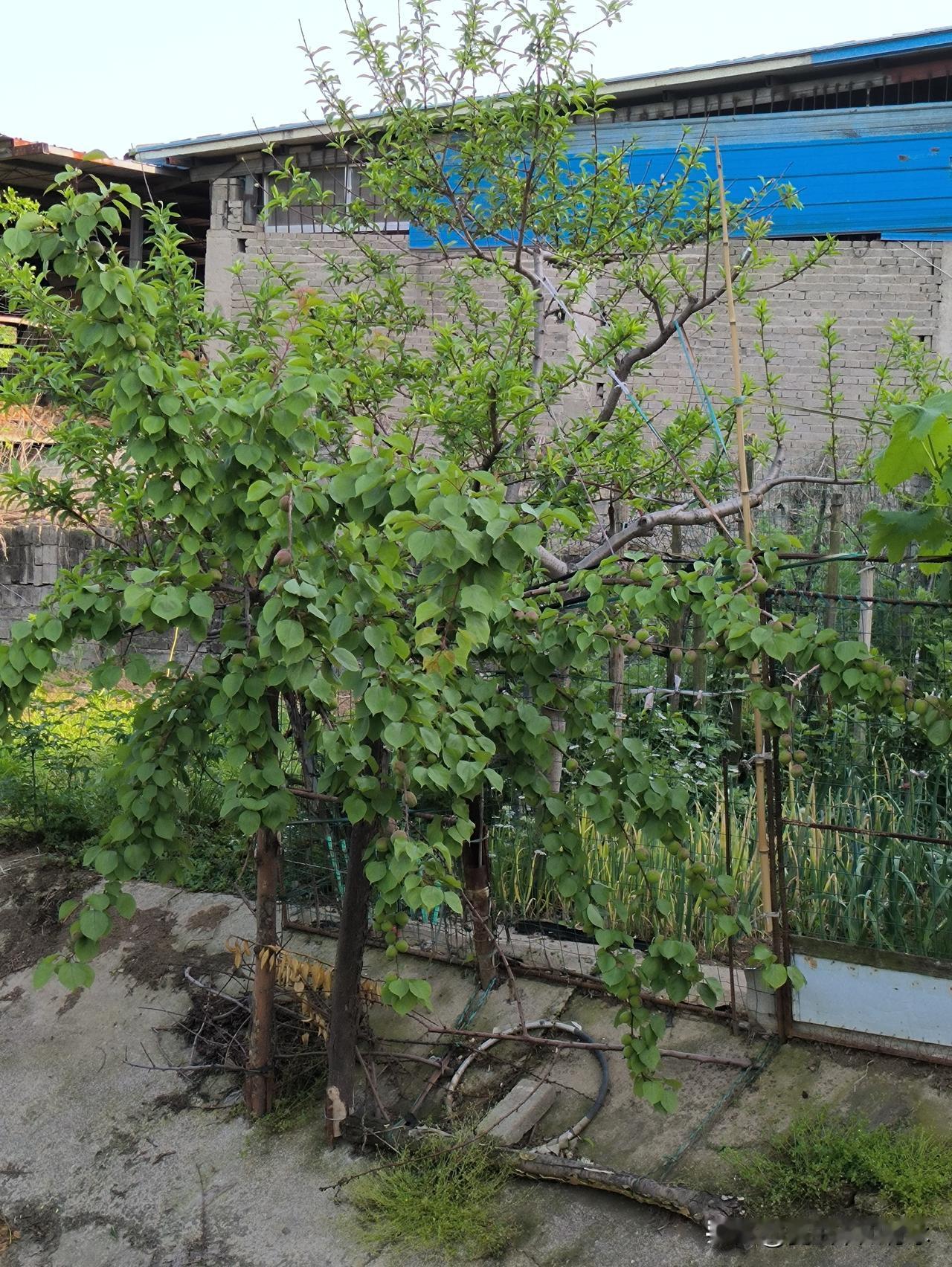 今天，一对八零后夫妻离婚了。熟悉他们的人都称离得好，还叹息道：“离得太迟了，早就