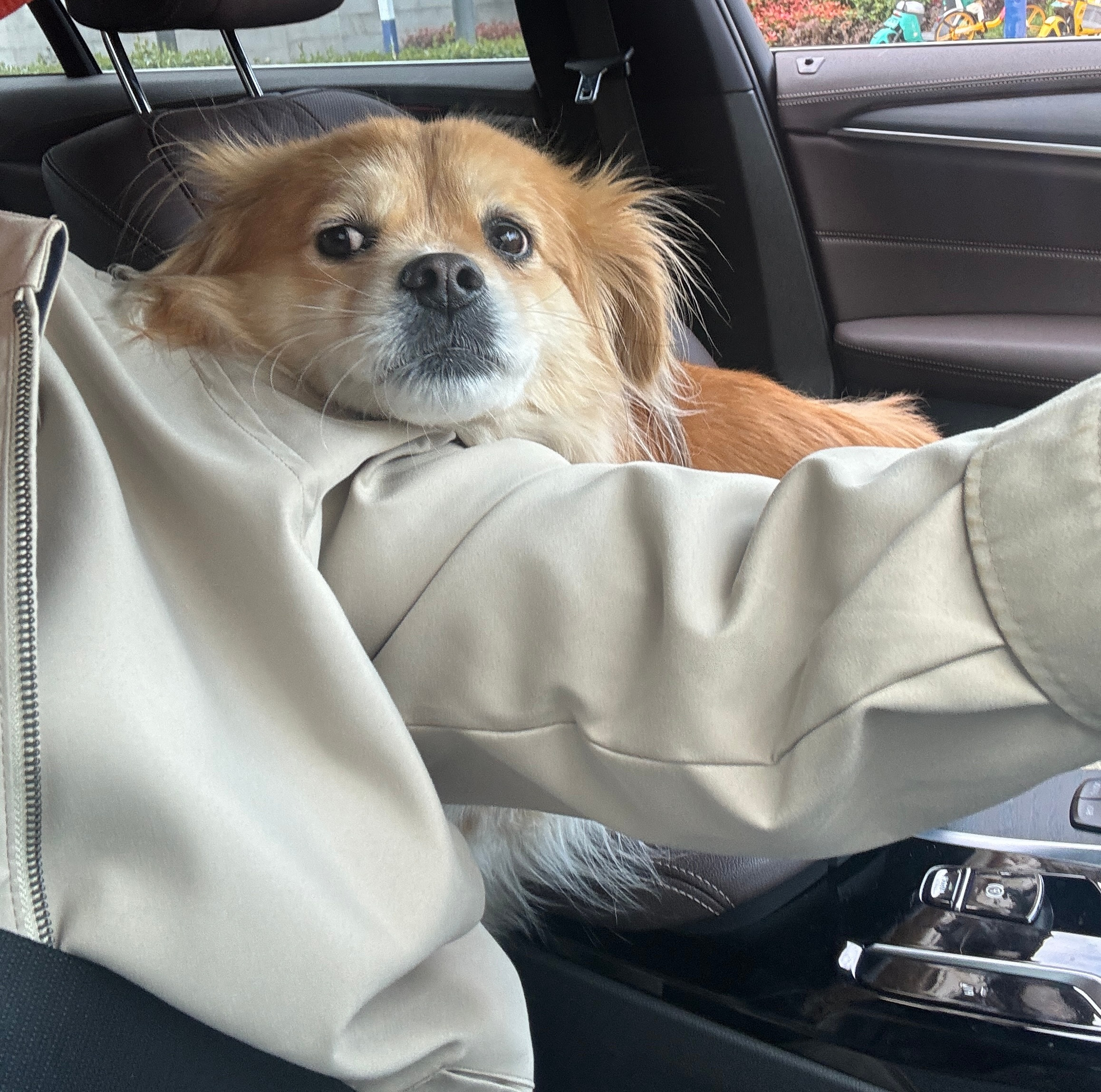 图1去公园玩啦图2停车位全满了，徒劳无功的回家