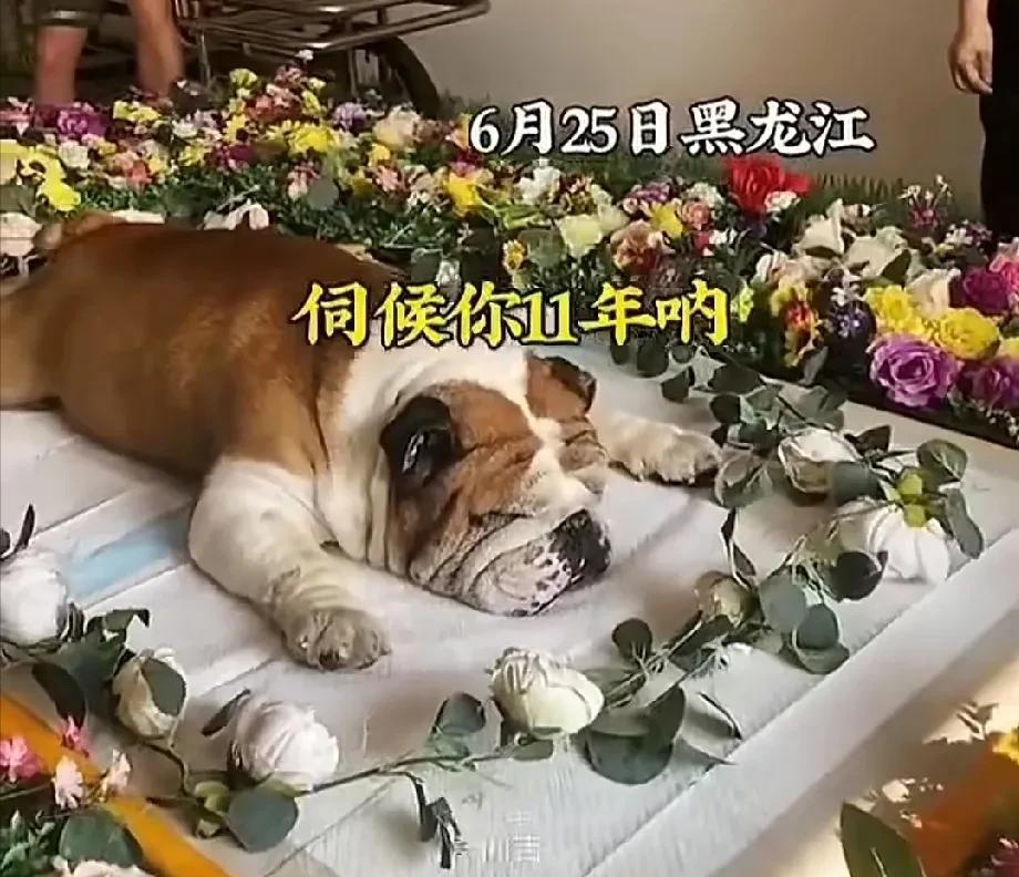 想象一位主人紧紧抱着离世11年的爱犬，哽咽道“养了这些年，下辈子还来找爸爸吧”，