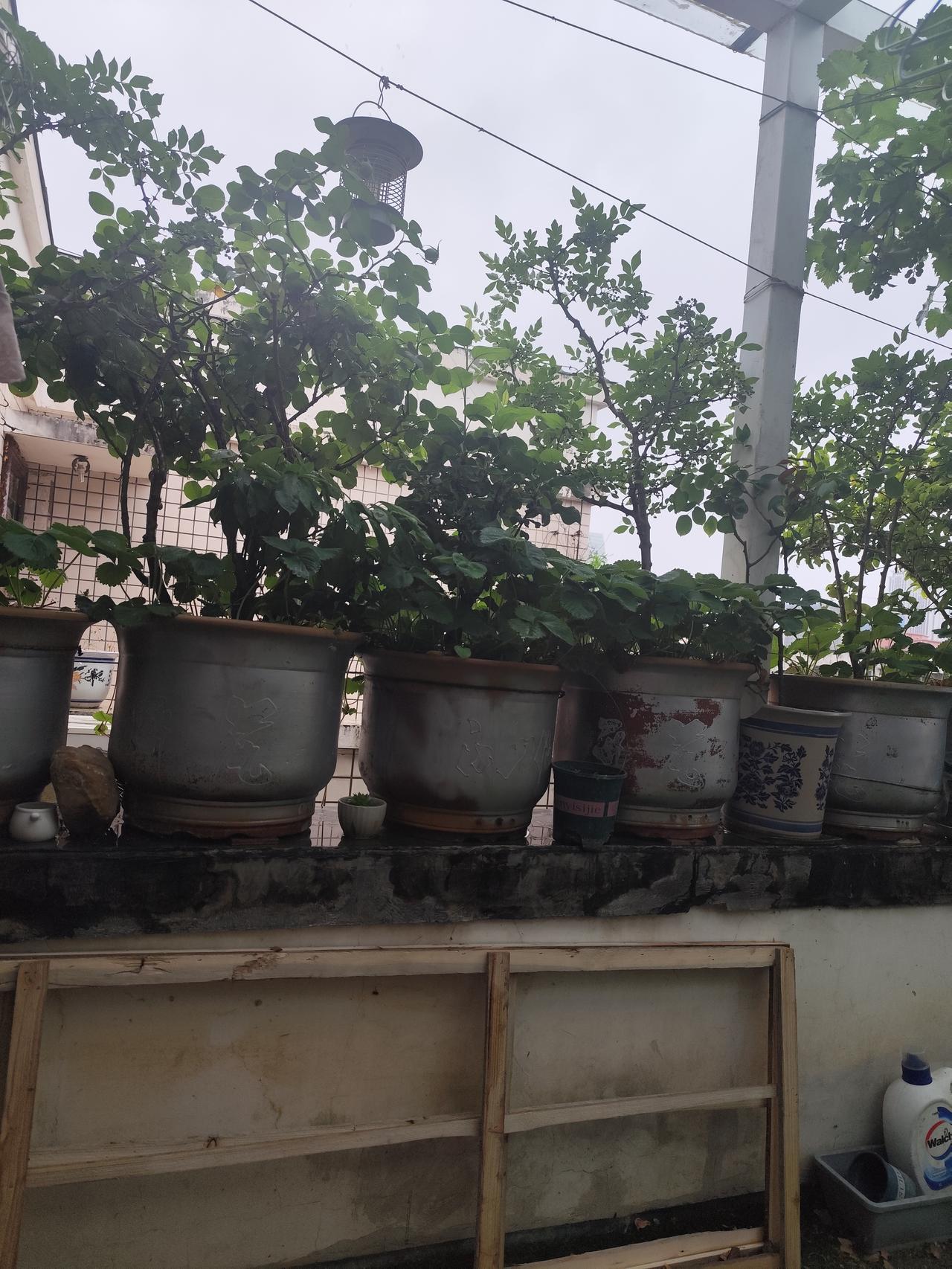 天天喊着减肥，但身边又有人不让我减。本人身高160，体重132，属于微胖型，但