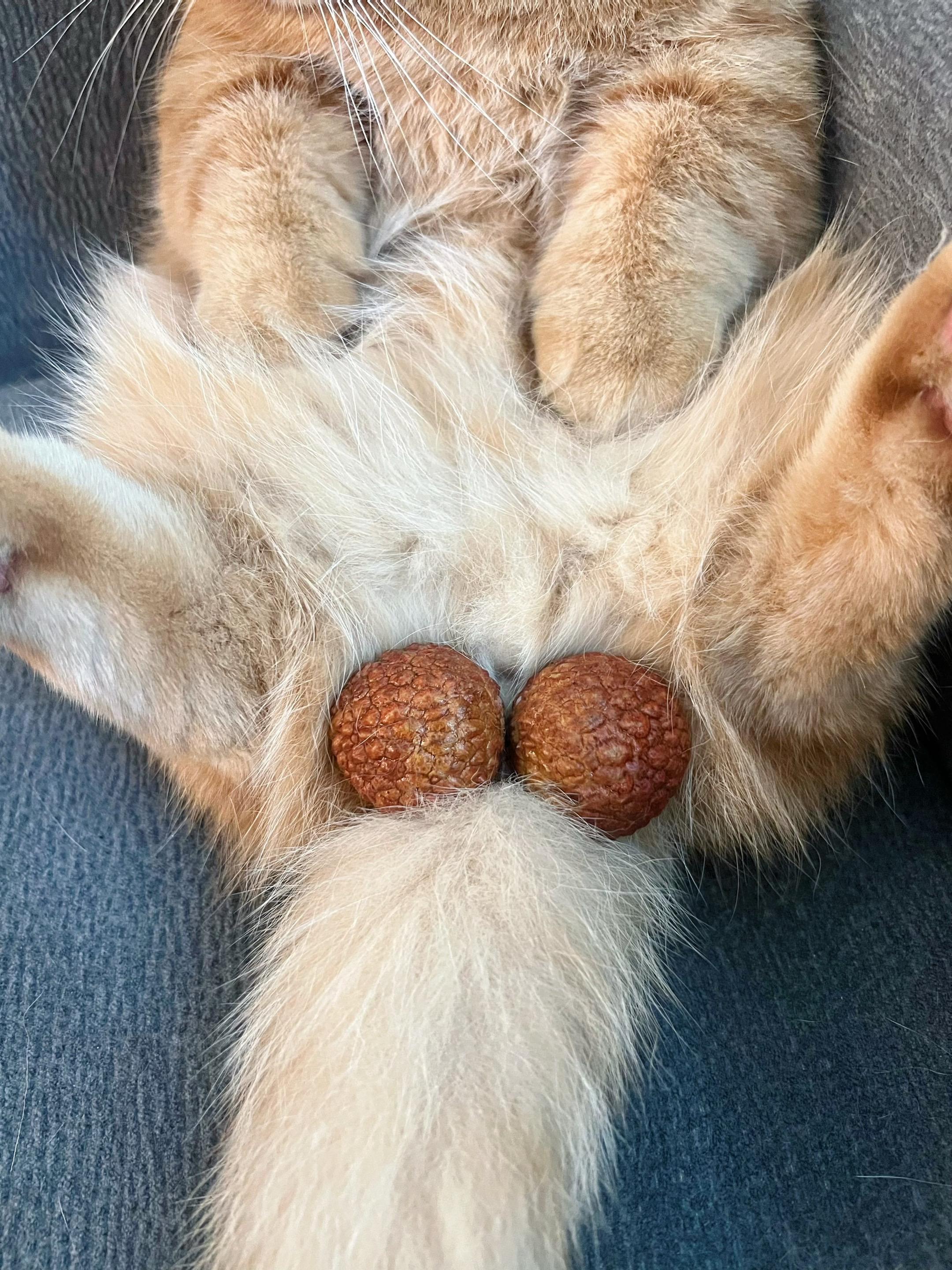 听说每吃两颗荔枝就有小猫失去它的蛋蛋。太残忍了吧！猫咪的日常