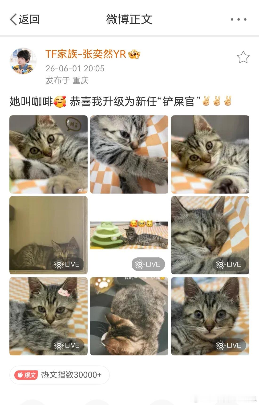 国际猫咪日祝小猫咪节日快乐今天是国际猫咪日呀，让我们和著名爱猫人士🐱一