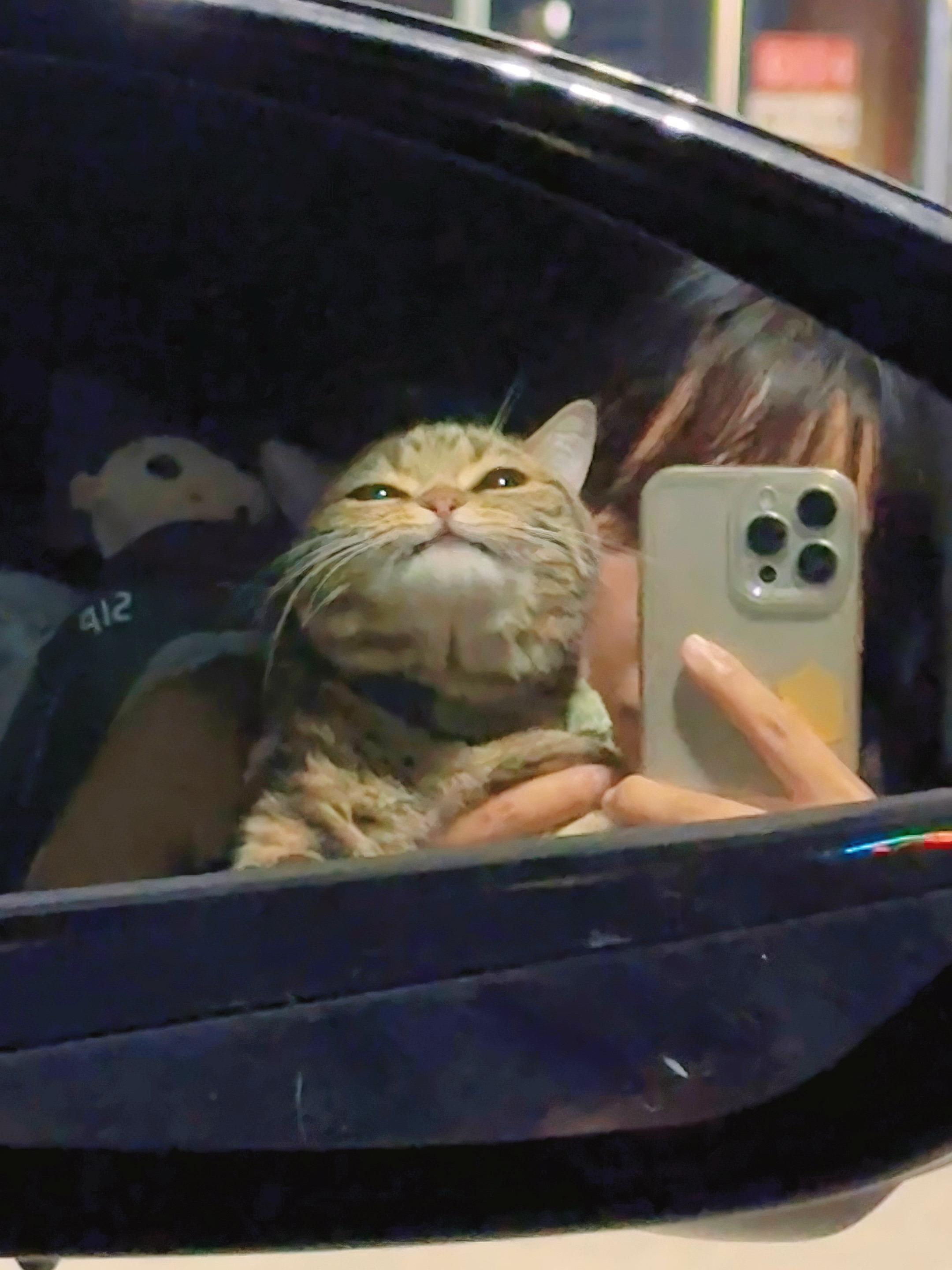 好可爱的小猫咪。