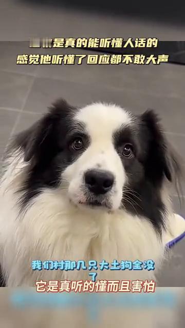 边牧是真的能听懂人话的，感觉它听懂了回应都不敢大声，它是真听的懂而且害怕。我们