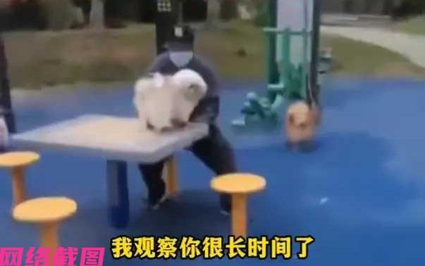 安徽有大妈去公园溜达时，看到有大爷坐在公园健身场所给狗梳毛，这把大妈看得有点诧异