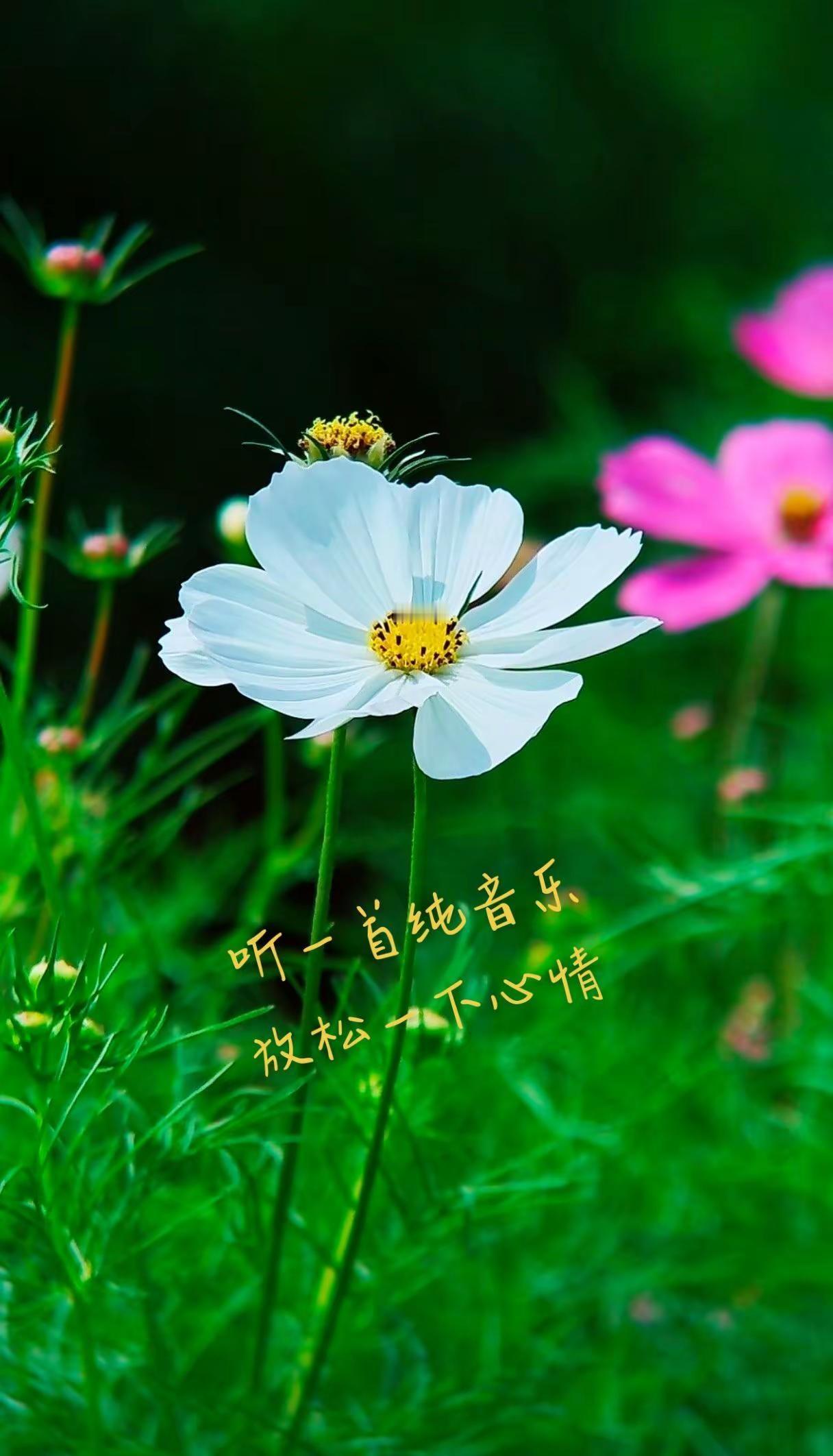 格桑花开，轻音相伴，偷一段无忧无虑的闲遐。拍花也是一种自愈手机摄影治愈系纯音