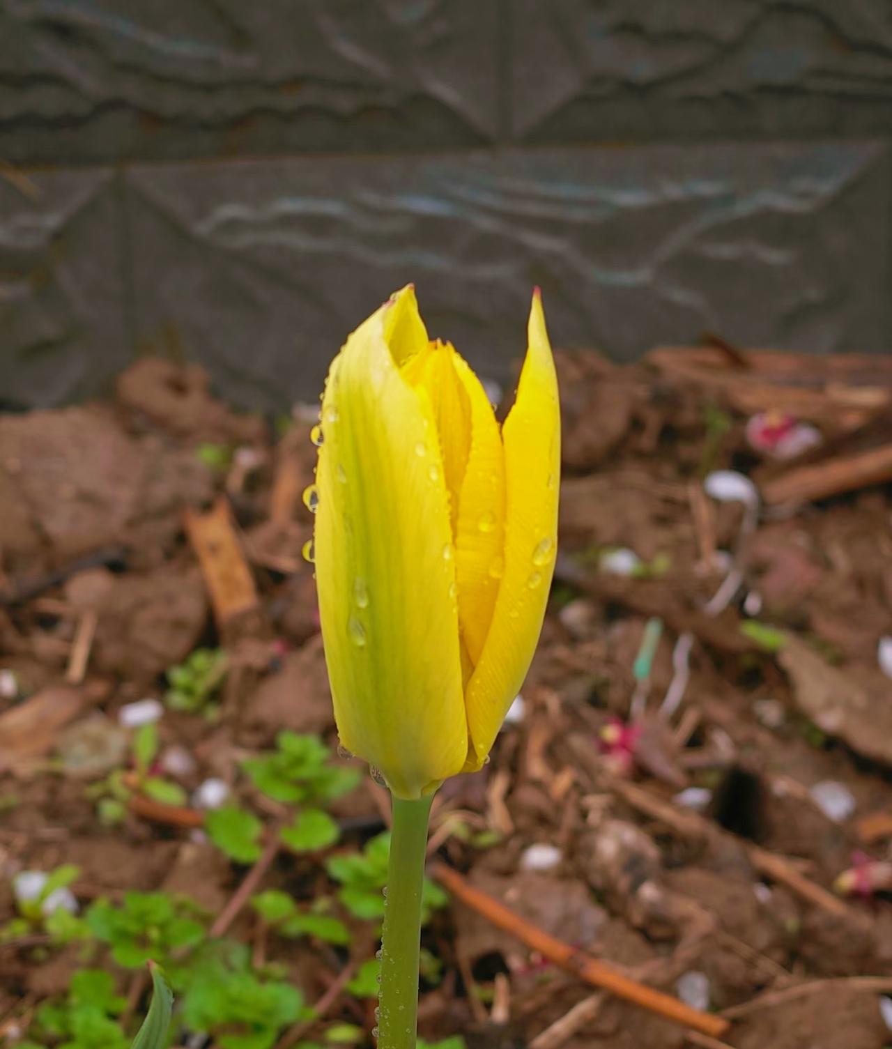 “女人的快乐就是被撩。她就就喜欢突然撩她一下。所谓清高、矜持、淑女，十有八九是装