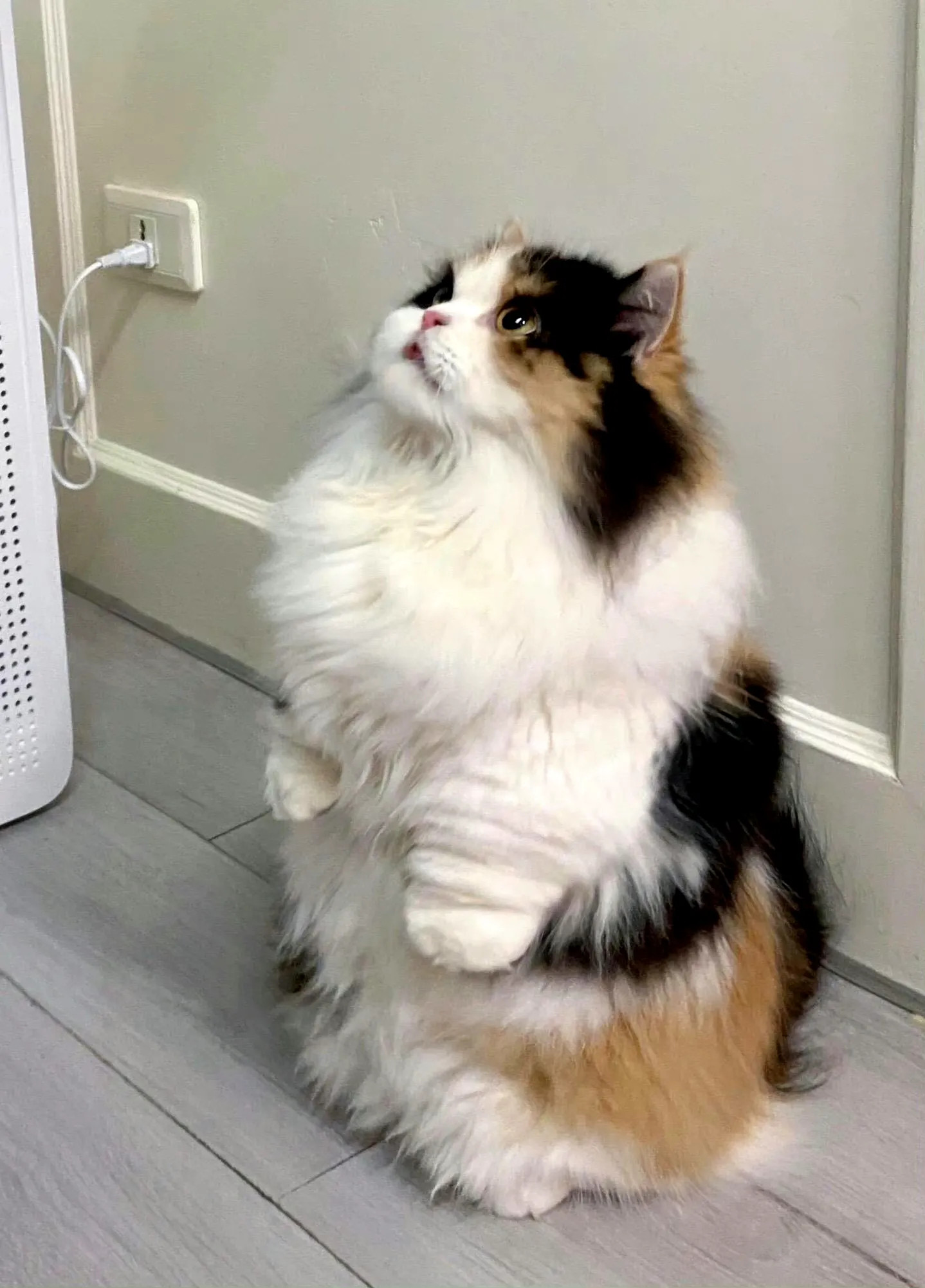 猫咪：妈妈，我还没吃饭[哭哭][哭哭]