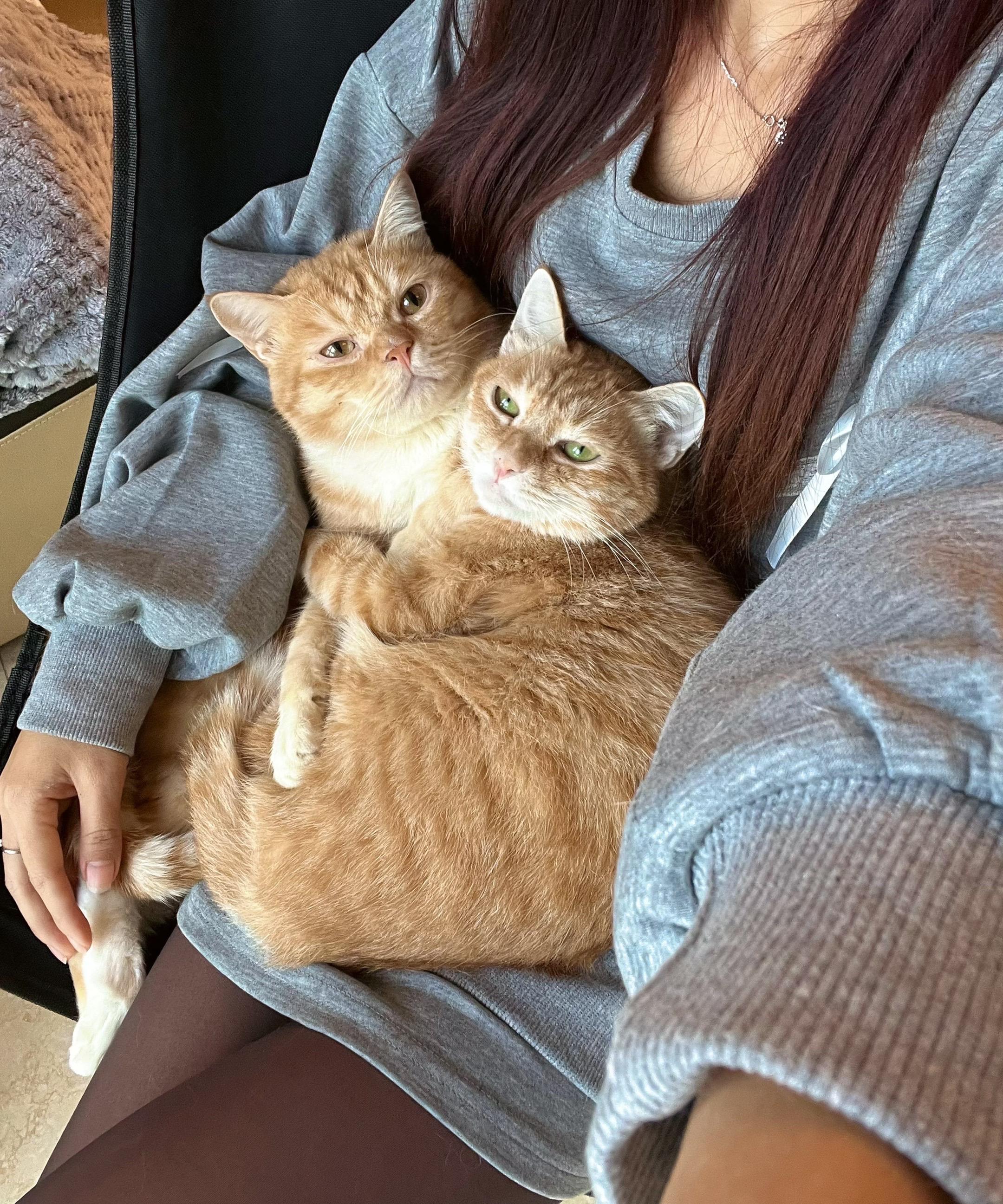 我有猫。降温了，抱着猫猫就不冷了