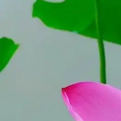 0800荷花种植1、环境要求荷花适合生长在相对稳定的平静的积水地，比如浅水、湖沼