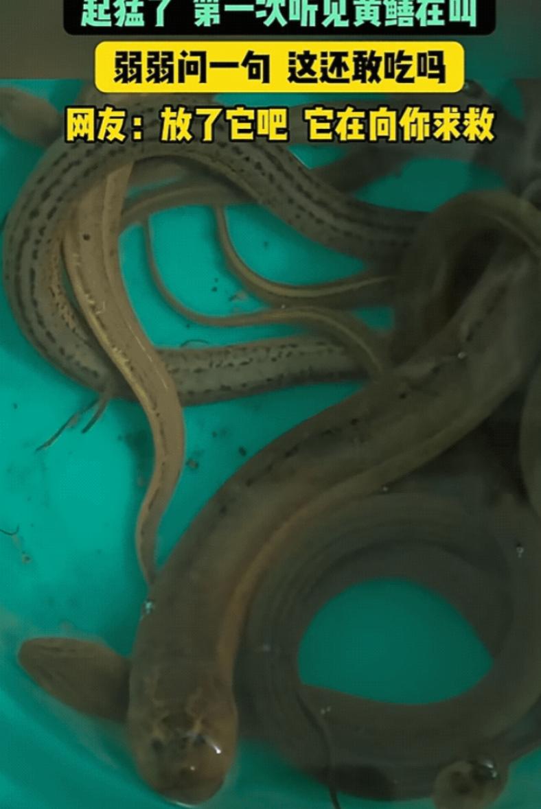 江苏，男子抓了些黄鳝回去吃，结果，他拿刀准备动手时，突然，一条黄鳝竟然发出"嘤嘤