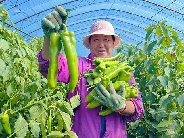 新林镇鹿山村: “银发族”种出红火日子