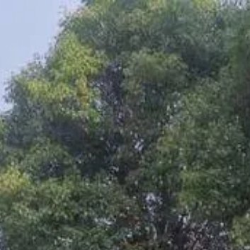 种植🌳香樟栽植方式主要有以下两种：1.种子种植：在10~11月采种，次年春