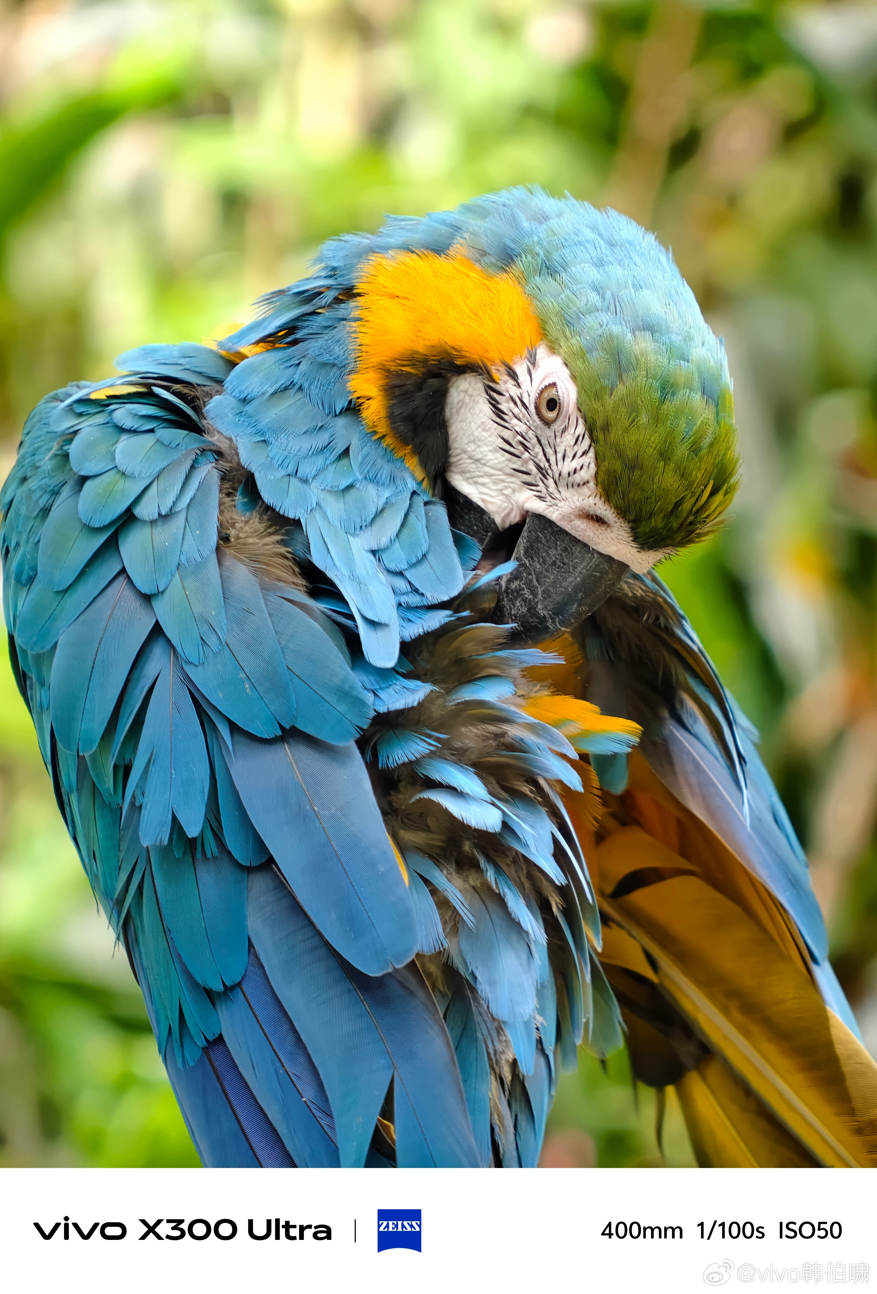 vivo的长焦真的越来越猛了，我这种爱用长焦的就很喜欢以后随时随地的拍动物是真