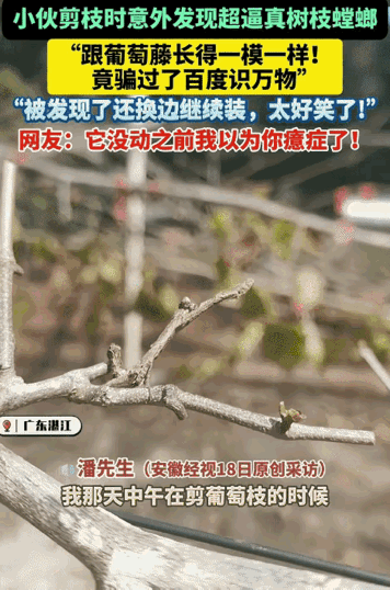 “笑不活了！”广东湛江，小伙剪葡萄枝时，意外发现超逼真的树枝螳螂。他快剪到时，没