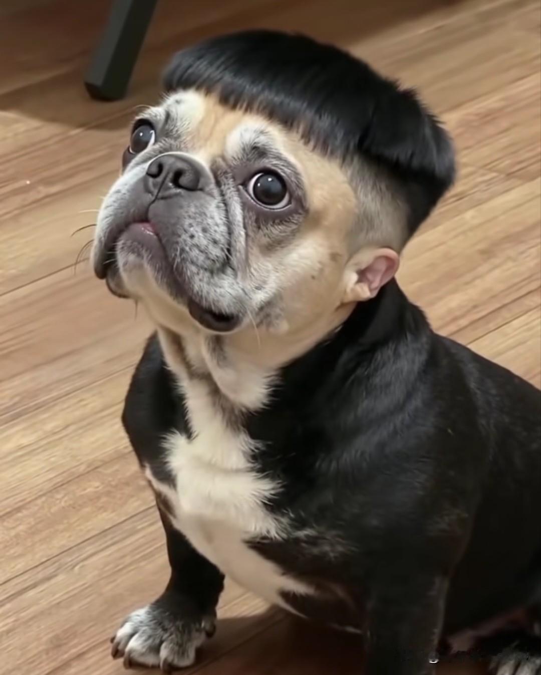 邻居最近老是在得瑟他的狗狗；总是炫耀的说狗子长的怎么怎么帅…差点忘了说，邻居他