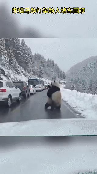 离谱！堵车竟是因为熊猫在马路打架谁能想到啊！本以为下雪天山路能一路畅通，结