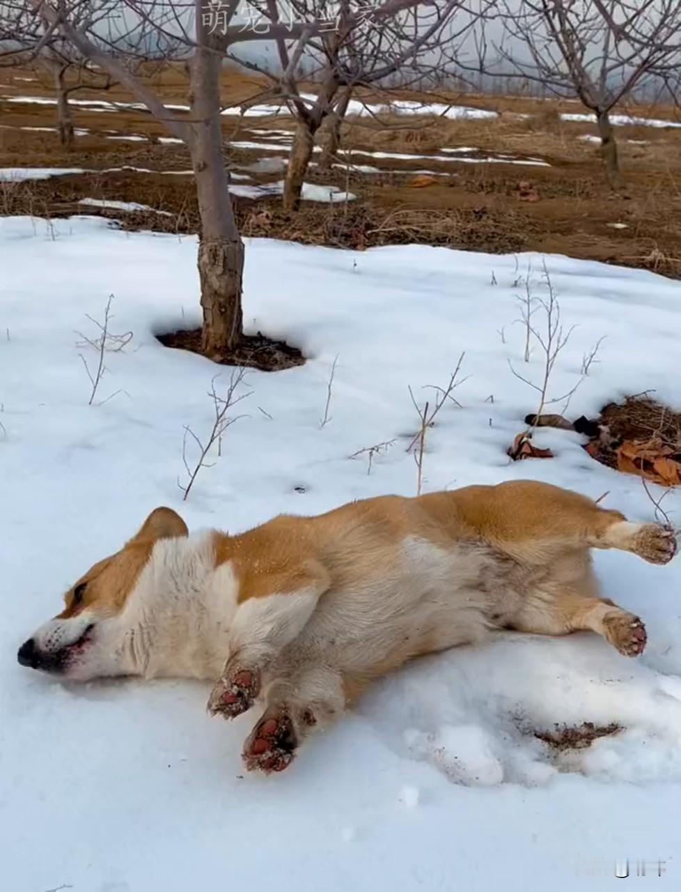 这天！一位小姐姐和朋友一起带着自己的狗狗去一个村子里玩雪，她们玩的特别开心，后来