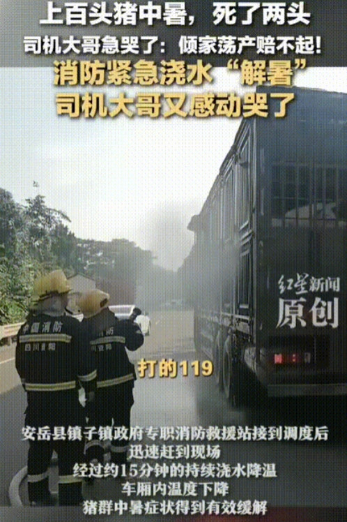 感动的都快哭了！”7月4日，四川资阳，东北大哥拉着上百头猪途径资阳，半路车坏了，