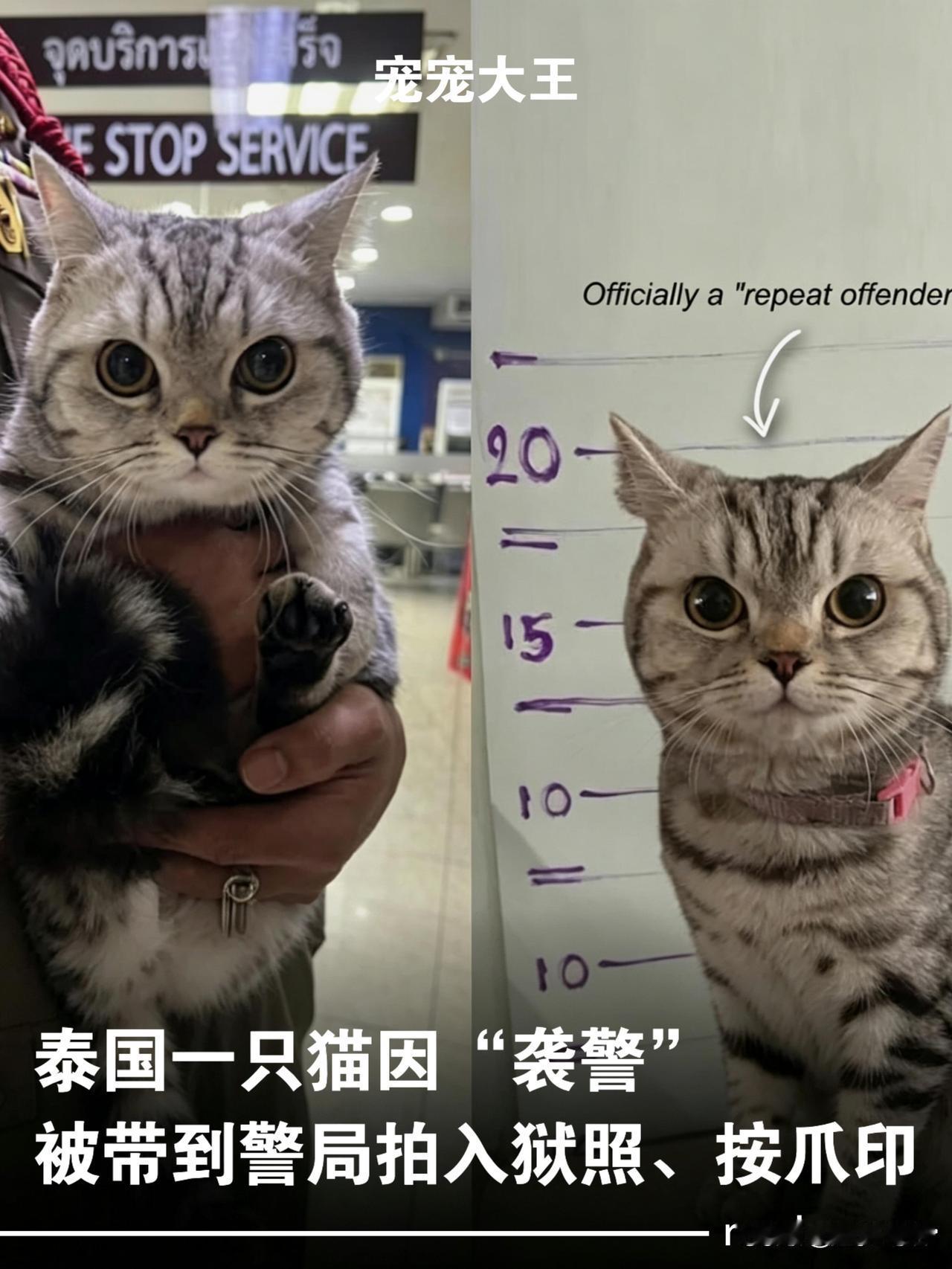 笑不活了！猫咪袭警被抓，警局按爪印留案底😂谁能想到，泰国曼谷这只美短猫，居