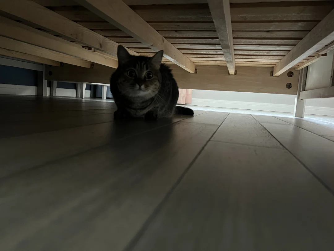 猫咪不知原因受惊