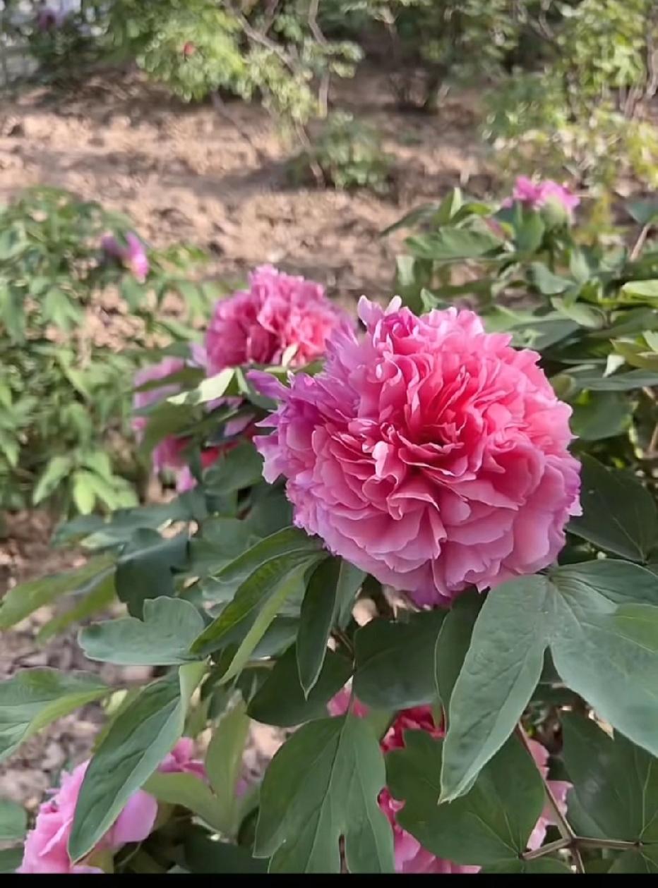 人都知红花配绿叶，现实中你会穿搭吗？其实穿搭非常有学问。比如红色可以配黑色、白色