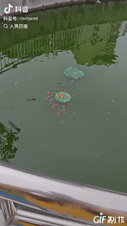“救鱼上人民日报了！”一小鱼被困在了荷叶上，一直挣脱不到河里，不料下一秒就遇到了