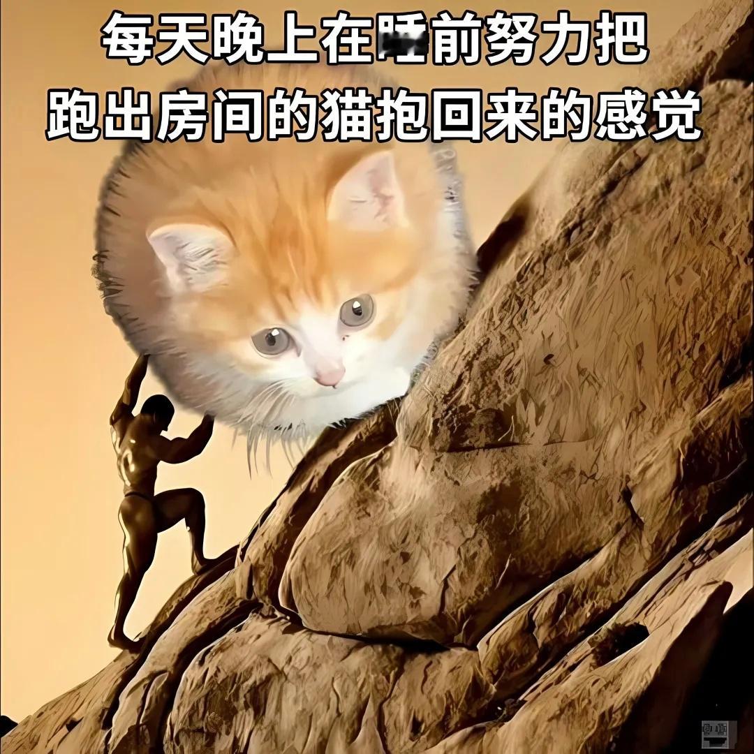 猫meme梗图​​​