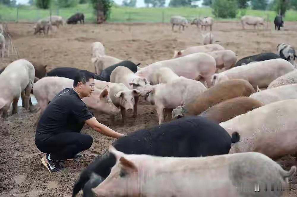 美媒：中国不可怕，可怕的是中国只用10万头猪，就解决了治沙难题没人想到，这