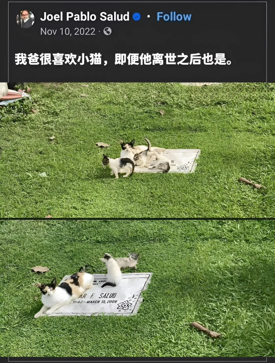 小猫也很喜欢他，即便是离世之后也是​​​