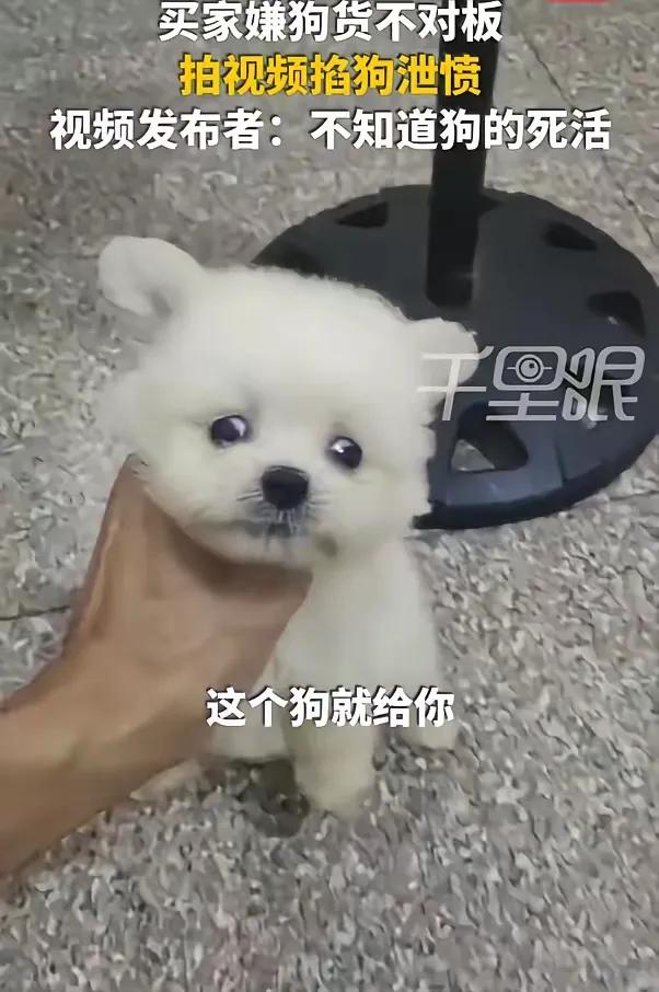 福建一男子，花400元在网上购买茶杯犬。收到狗后，他称这并非自己在视频里挑选的那