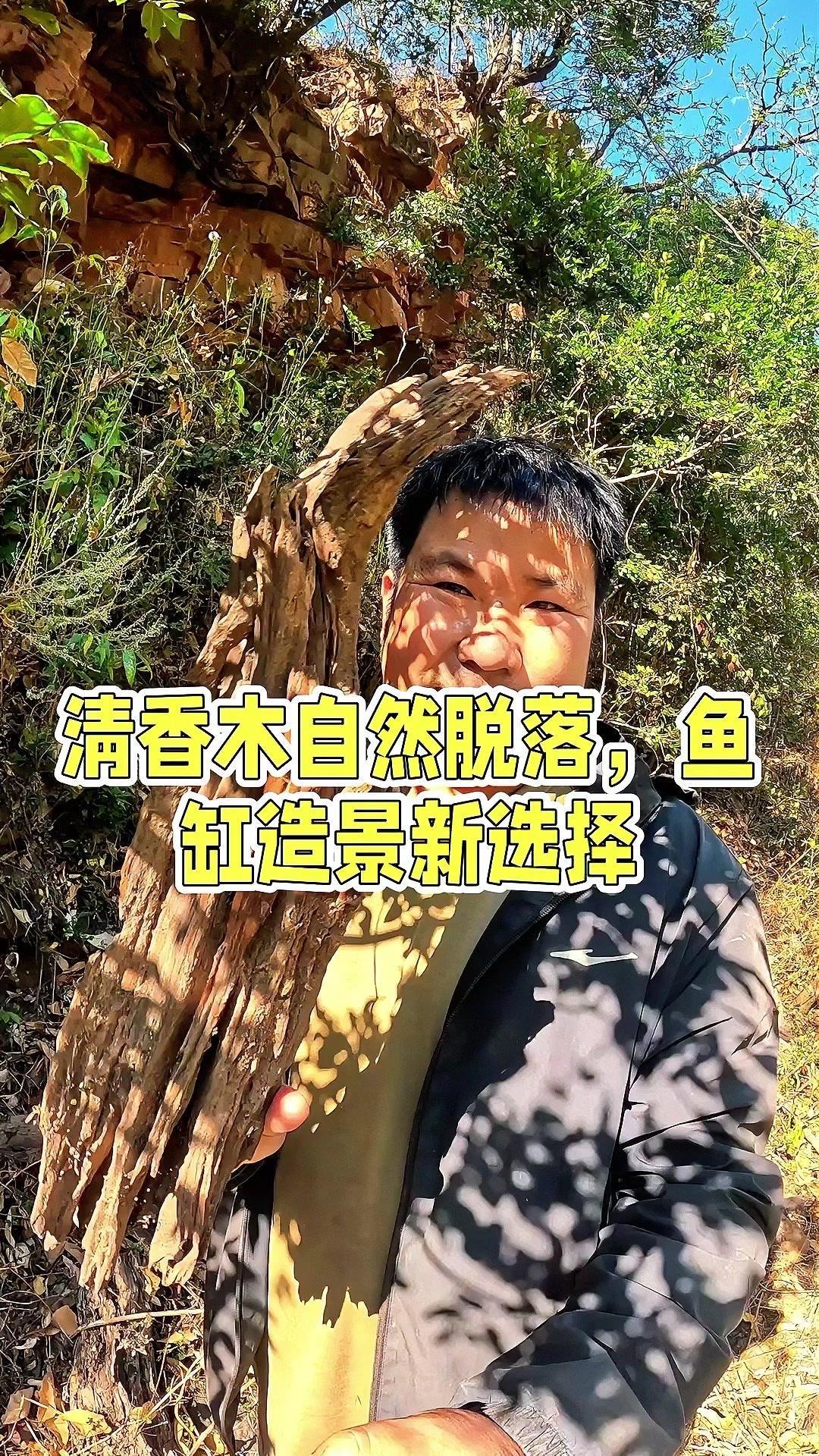 山里挖到宝！清香木风化木做鱼缸造景绝了～🌿在山里发现一块清香木风化木，简直
