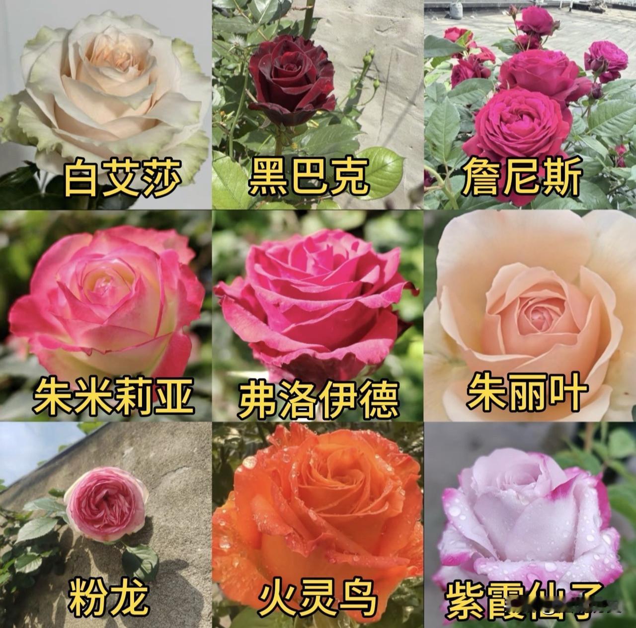 有图跟上，没图硬上！这九款月季你喜欢哪一种？这是我最喜欢的九款月季，现在正是
