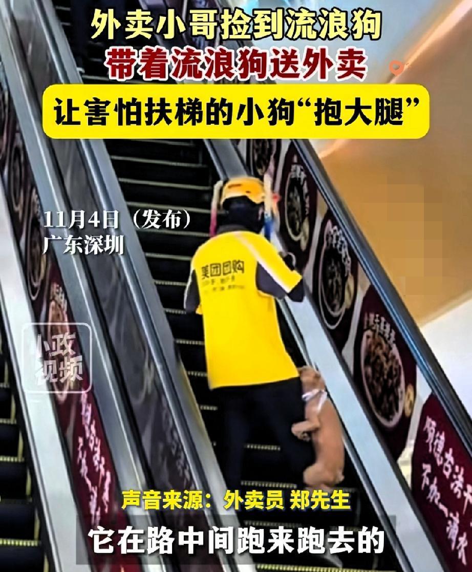 “外卖小哥捡到流浪狗，带着它送外卖！”这画面看着暖，其实藏着最戳人的善意——