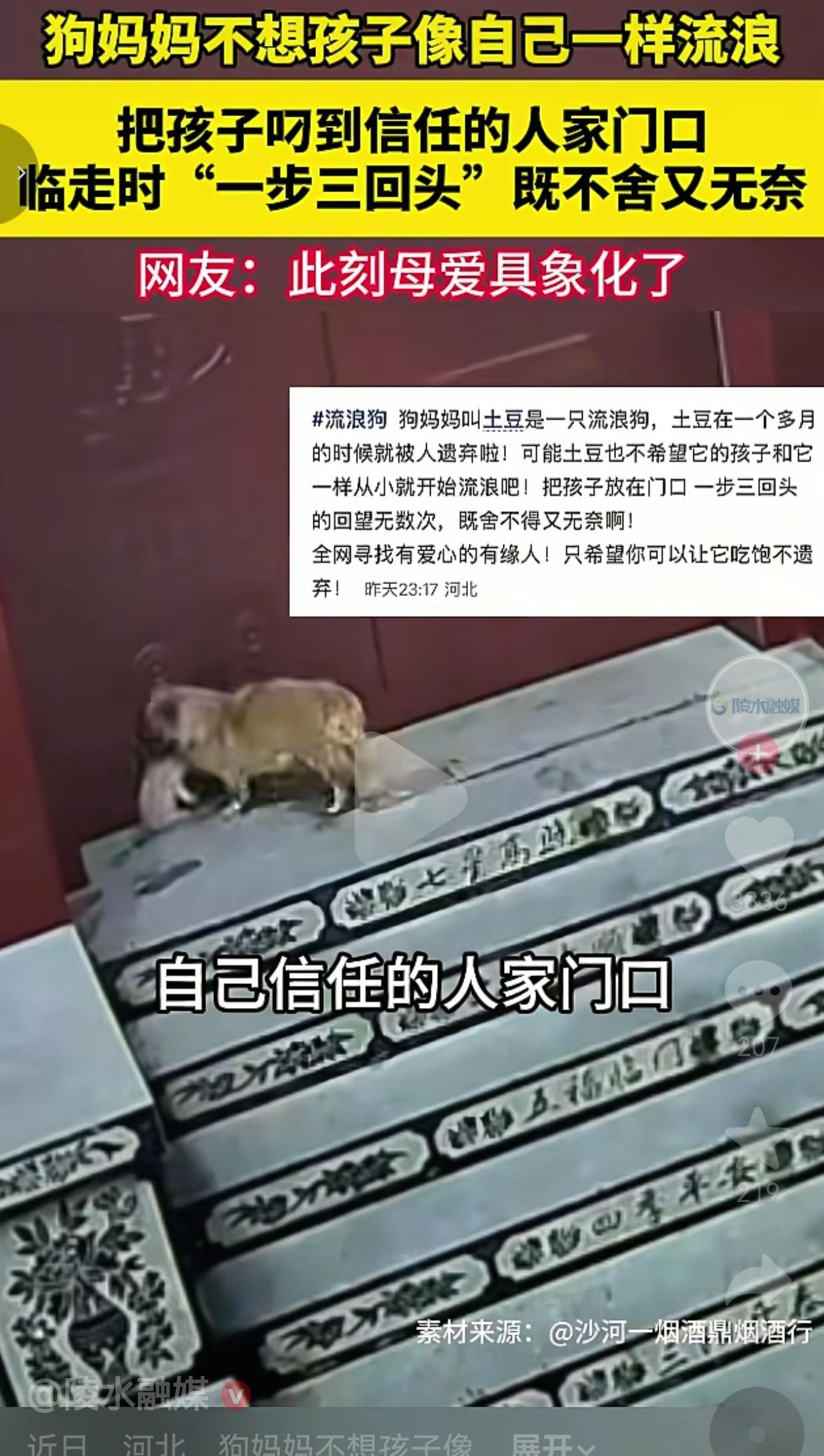 流浪狗妈妈把孩子叼到家门口，一步三回头的样子，看哭了无数人谁能想到，一只连