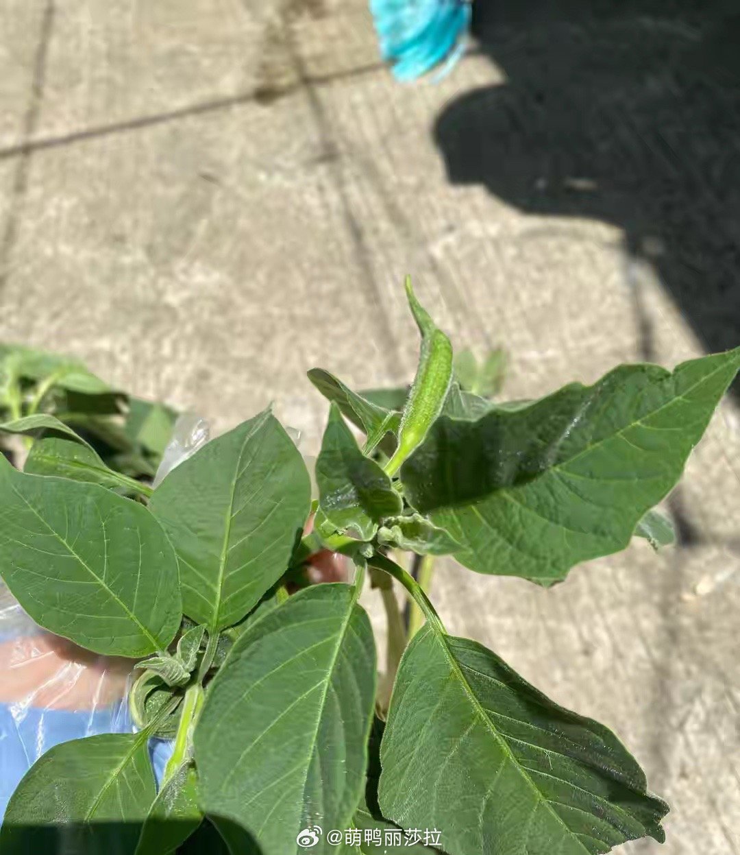 汕头母子误饮曼陀罗水中毒一味止咳偏方，差点放倒一家数口！近日，汕头一居民在小区采