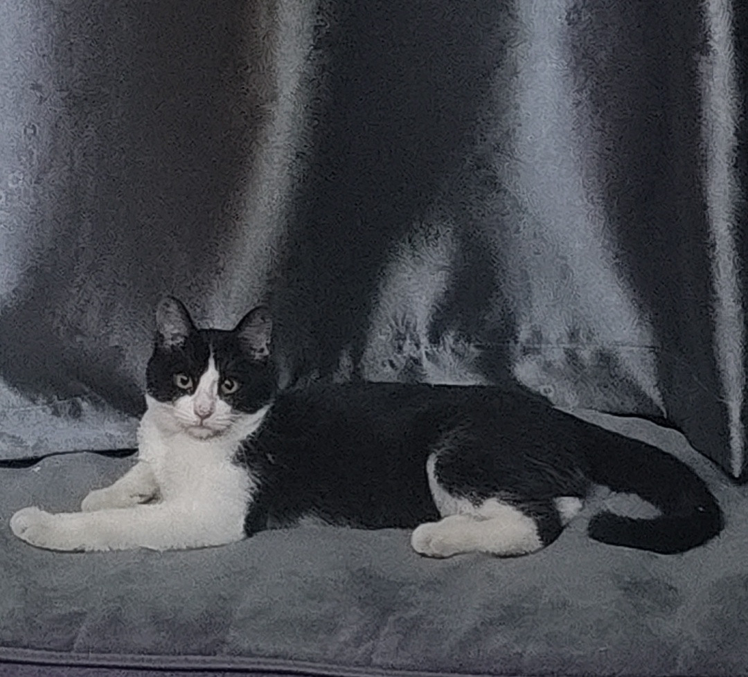 收养的可爱小猫咪
