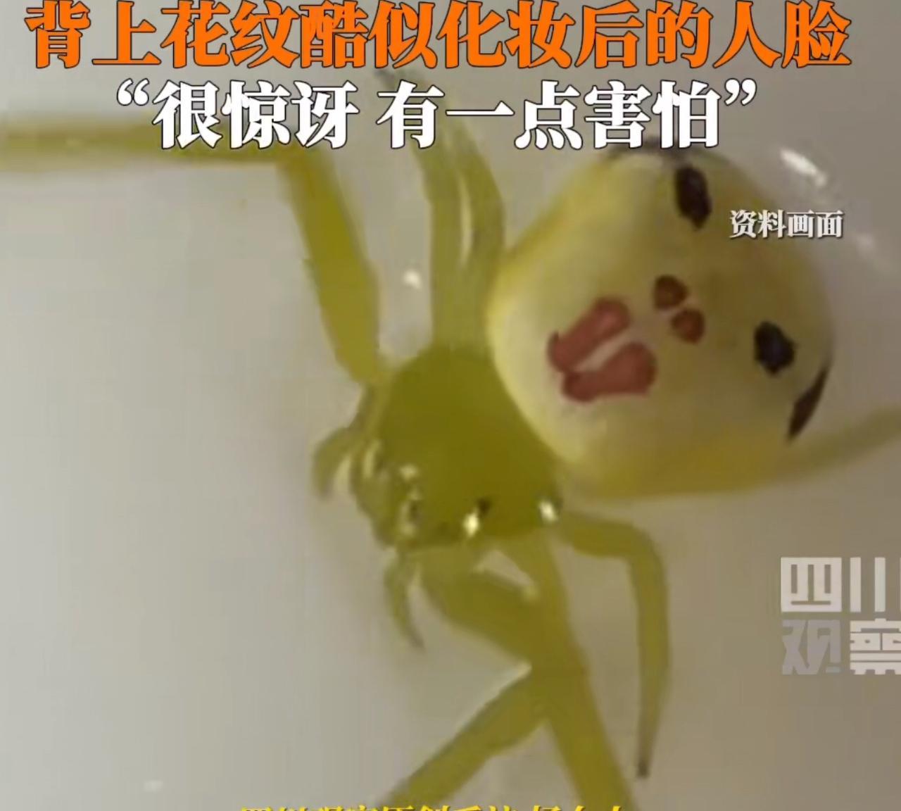 2025年6月26日，辽宁沈阳。一位女士在自己的车里，猛地一顿她发现了一只造