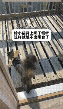 主人煞费苦心啊？[赞]