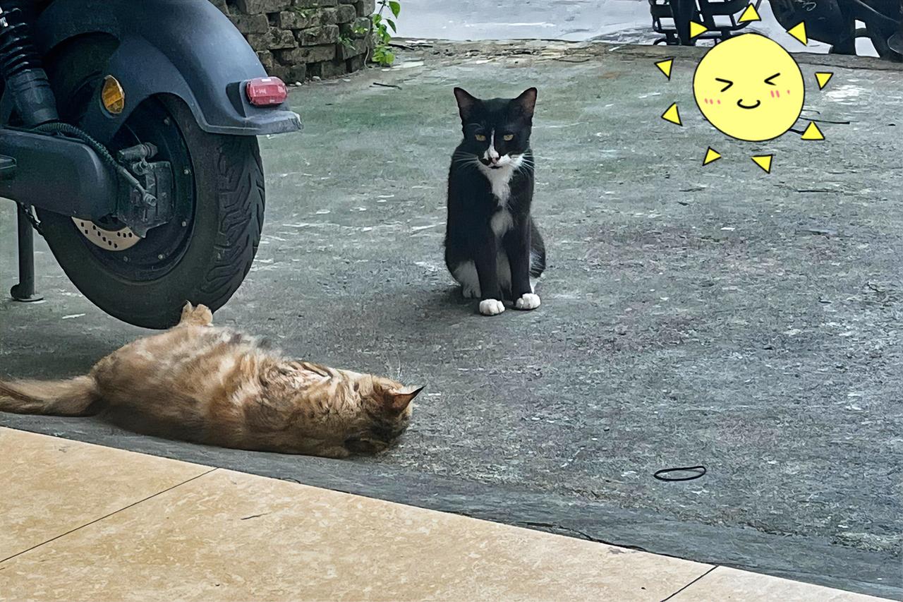 楼下的两只流浪猫，算是这片小院里熟悉的老面孔了。橘猫直接往地上一躺，摊开身子