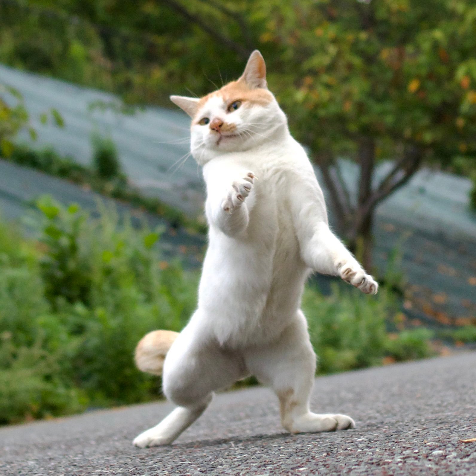 得飘得飘得一个飘这就是猫の飘移