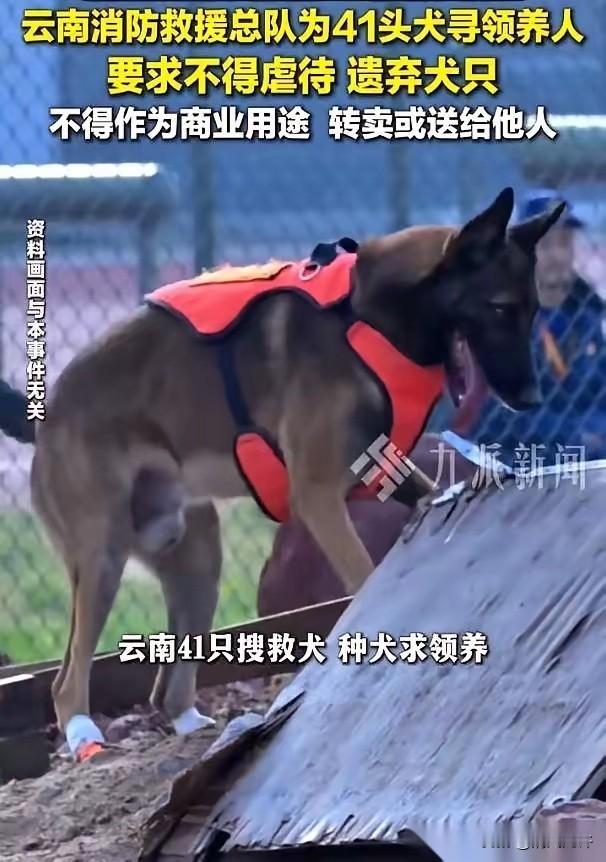 刷到一个新闻，直接给我整破防了。云南消防队有41条狗，要找领养。你以为是普通