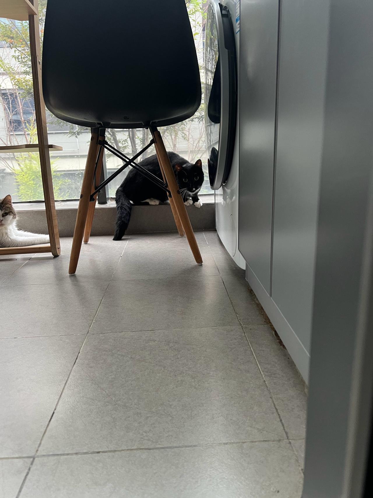 神出鬼没的黑猫警长，真是难得一见[思考]