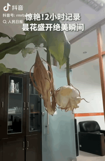 “上人民日报了！”山东潍坊，一名女子察觉家里养的昙花晚上会开放，特意架好手机开启